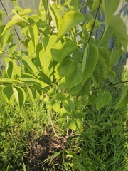 Lilac help please!