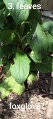 Can we play a game of foxglove, hollyhock or verbascum?
