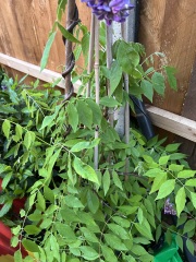 What have you done in the garden today? Part 7