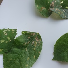 What has happened to my rose leaves?