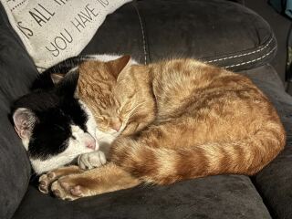 Roond and roond and up and doon - the Excellent Cats roam aboot