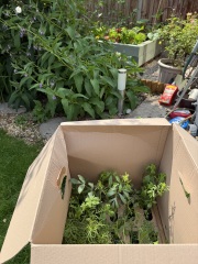 Year round Nigel Slater discussion thread Part 2