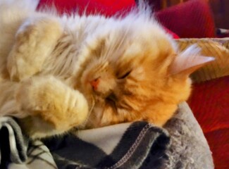 CATS!