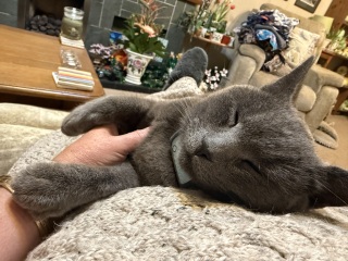 Roond and roond and up and doon - the Excellent Cats roam aboot