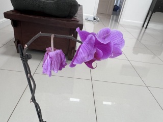 What do I do with my orchid now?