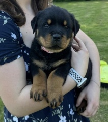 When to get a new dog?