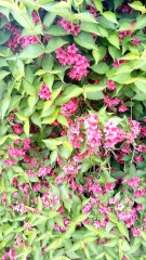 Plant ID please
