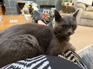 Hymns in Minor Keys & the Russian Easter Overture - the Excellent Cats ignore Culture.....