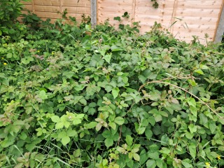 Bees, brambles, husband... which is the problem??
