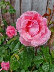 Which rose has bloomed first in your garden?