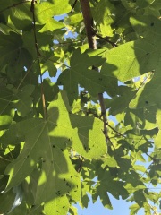 What is this tree & what are the bugs?