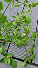 What is this tree?