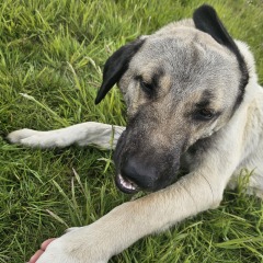 Looking for a steel/metal bath/pool for xxl dog!