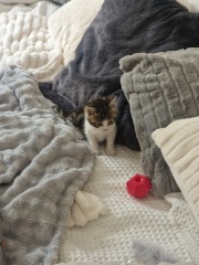 Our first ever kitten