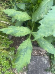 Dahlia leaf discoloration