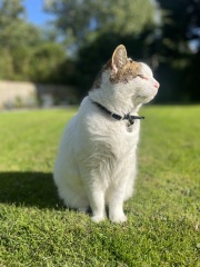 Is it just my white cat?