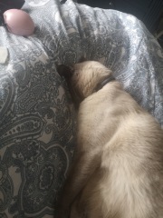 Best breed of cat to be a dog buddy