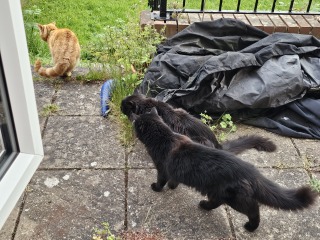 Hymns in Minor Keys & the Russian Easter Overture - the Excellent Cats ignore Culture.....