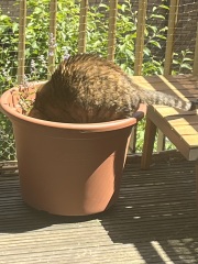 Roond and roond and up and doon - the Excellent Cats roam aboot