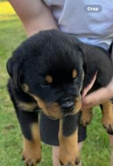 When to get a new dog?
