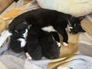 Fostering a mum and 3 tiny kittens