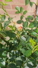 Which rose has bloomed first in your garden?