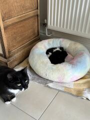 Fostering a mum and 3 tiny kittens
