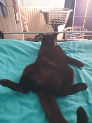 Roond and roond and up and doon - the Excellent Cats roam aboot