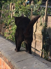 Hymns in Minor Keys & the Russian Easter Overture - the Excellent Cats ignore Culture.....