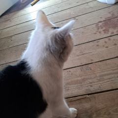 Is it just my white cat?