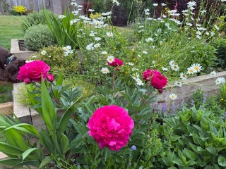 The Bluestocking Women’s Pub - The Return of Salad and the Lion