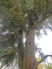 How to hang a swing between two trees?