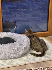 Roond and roond and up and doon - the Excellent Cats roam aboot