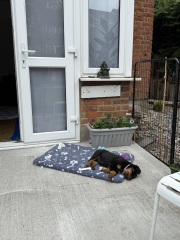 When to get a new dog?