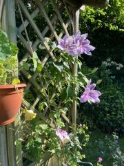What have you done in the garden today? Part 6