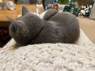 Roond and roond and up and doon - the Excellent Cats roam aboot