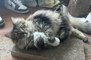 CATS!