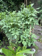 Dahlia leaf discolouration