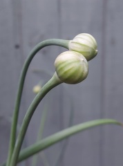 Help me ID these bulbs please