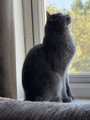 Is he underweight or too skinny for a british shorthair?