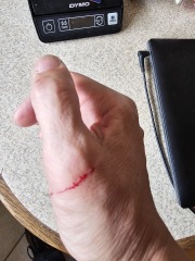 Roond and roond and up and doon - the Excellent Cats roam aboot