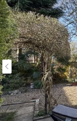 Garden experts… is this bamboo ?