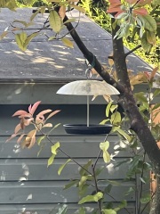 Fat balls and possible garden pests