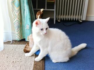 How often does your cat get stood on?