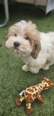 What shall I name my new puppy?