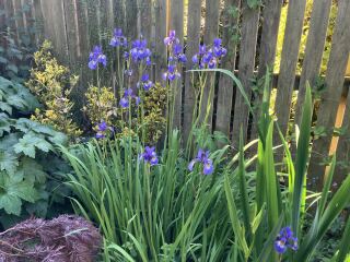 What have you done in the garden today? Part 6