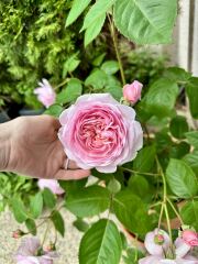 Which rose has bloomed first in your garden?