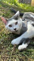 Kitten has run off on leash please reassure me