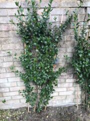 Ceanothus / californian lilac dying?