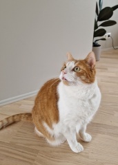 Roond and roond and up and doon - the Excellent Cats roam aboot